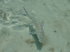 Cuba Bonefish 5